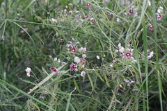 Oxystelma esculentum